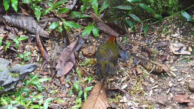 Chestnut-capped Brushfinch - ML547117211