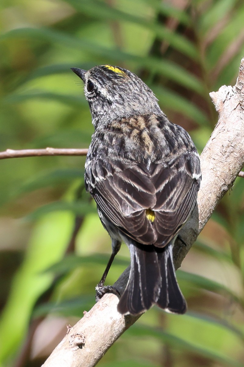 Palm Warbler - ML547117411