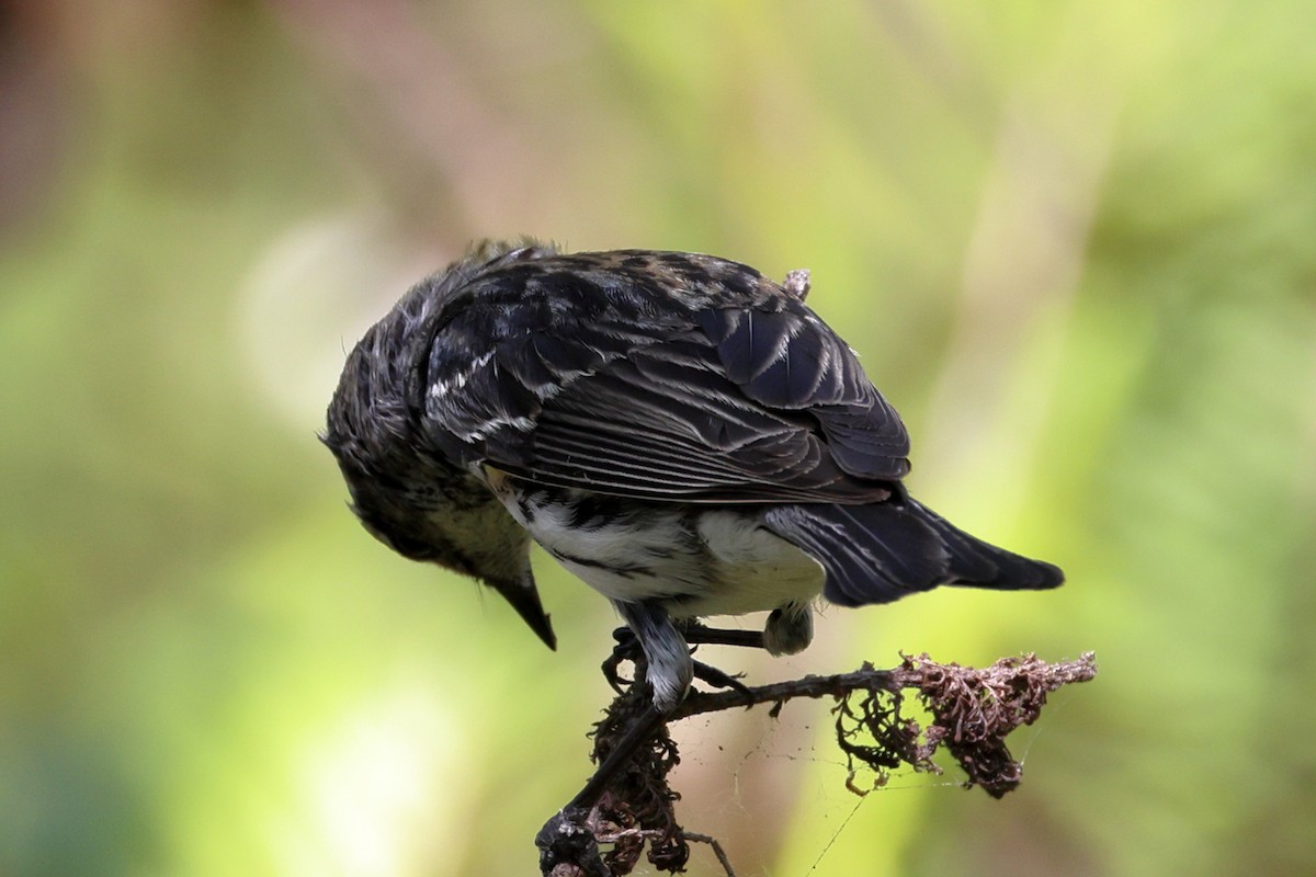 Palm Warbler - ML547117421