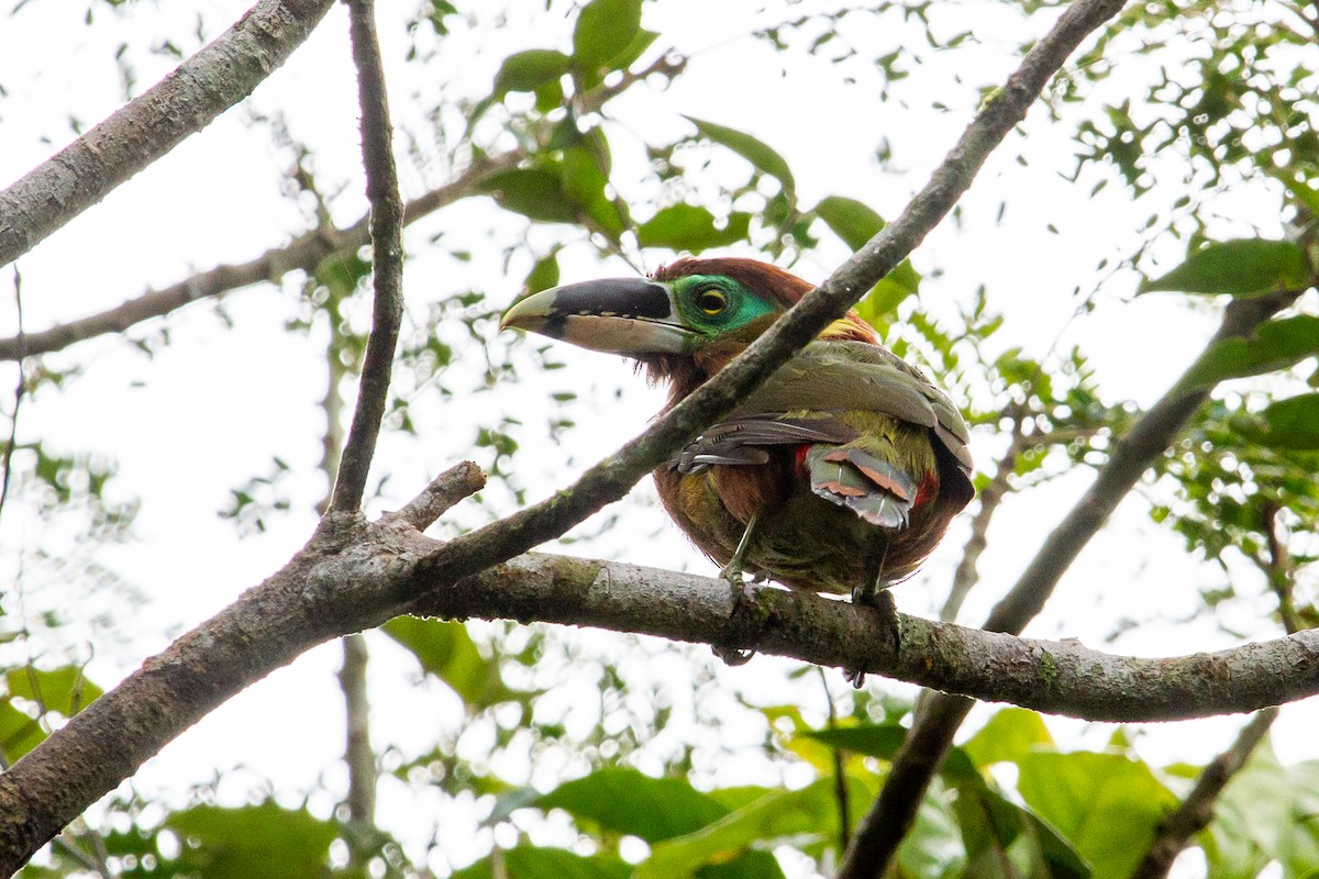 Gould's Toucanet - ML547117901