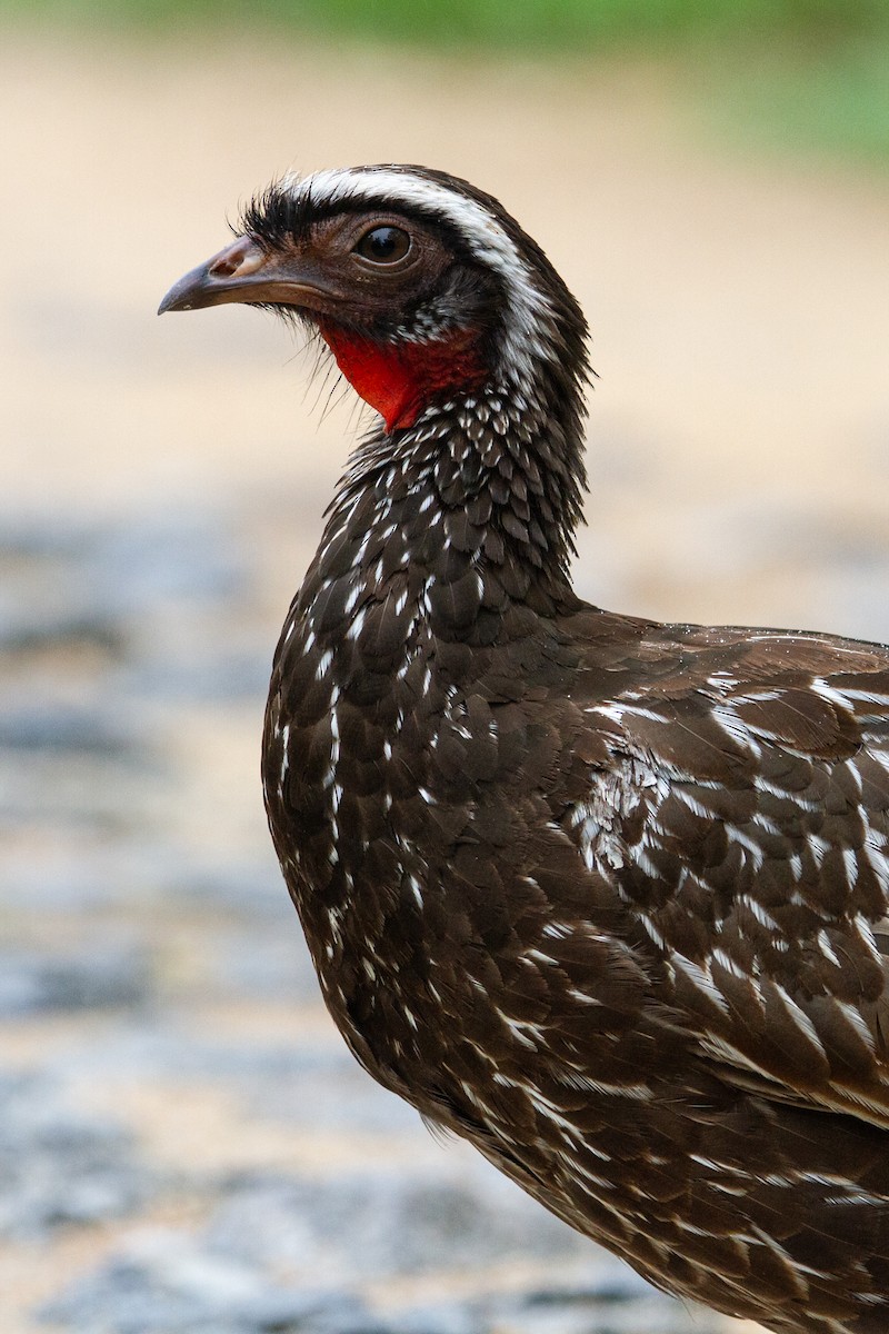 White-browed Guan - ML547118881