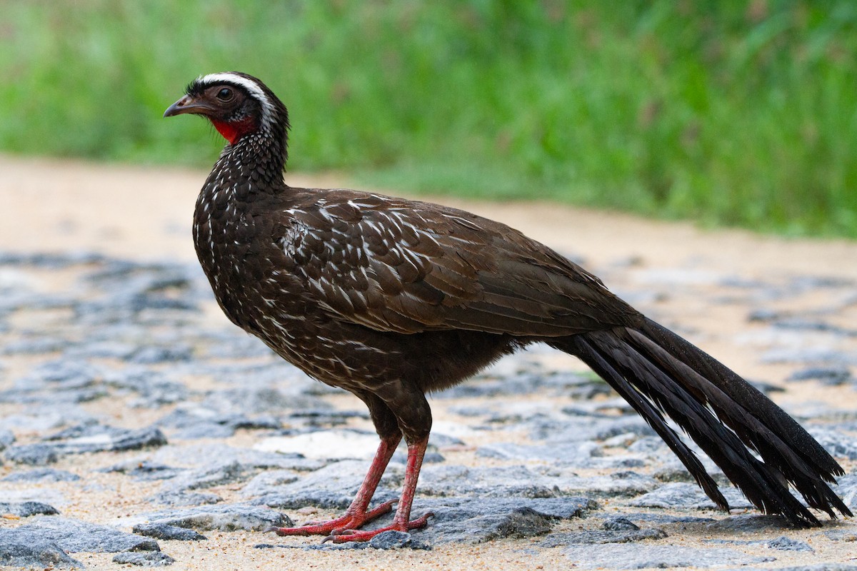 White-browed Guan - ML547118891