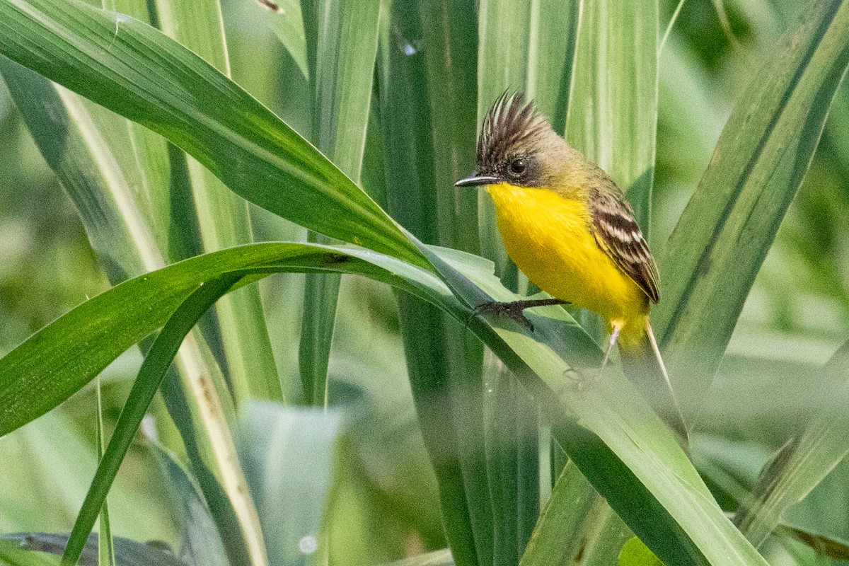 Crested Doradito - ML547119921