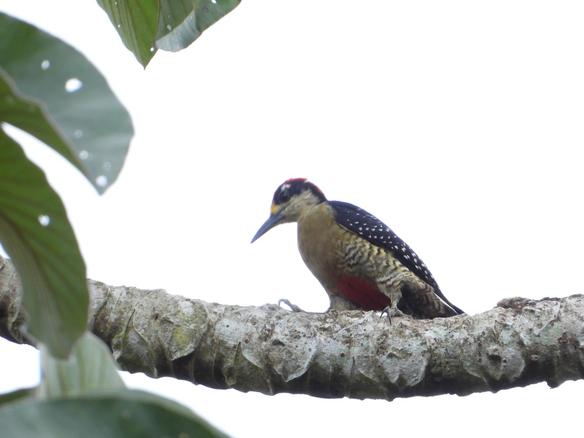 Black-cheeked Woodpecker - Joel Amaya (BirdwatchingRoatan.com)