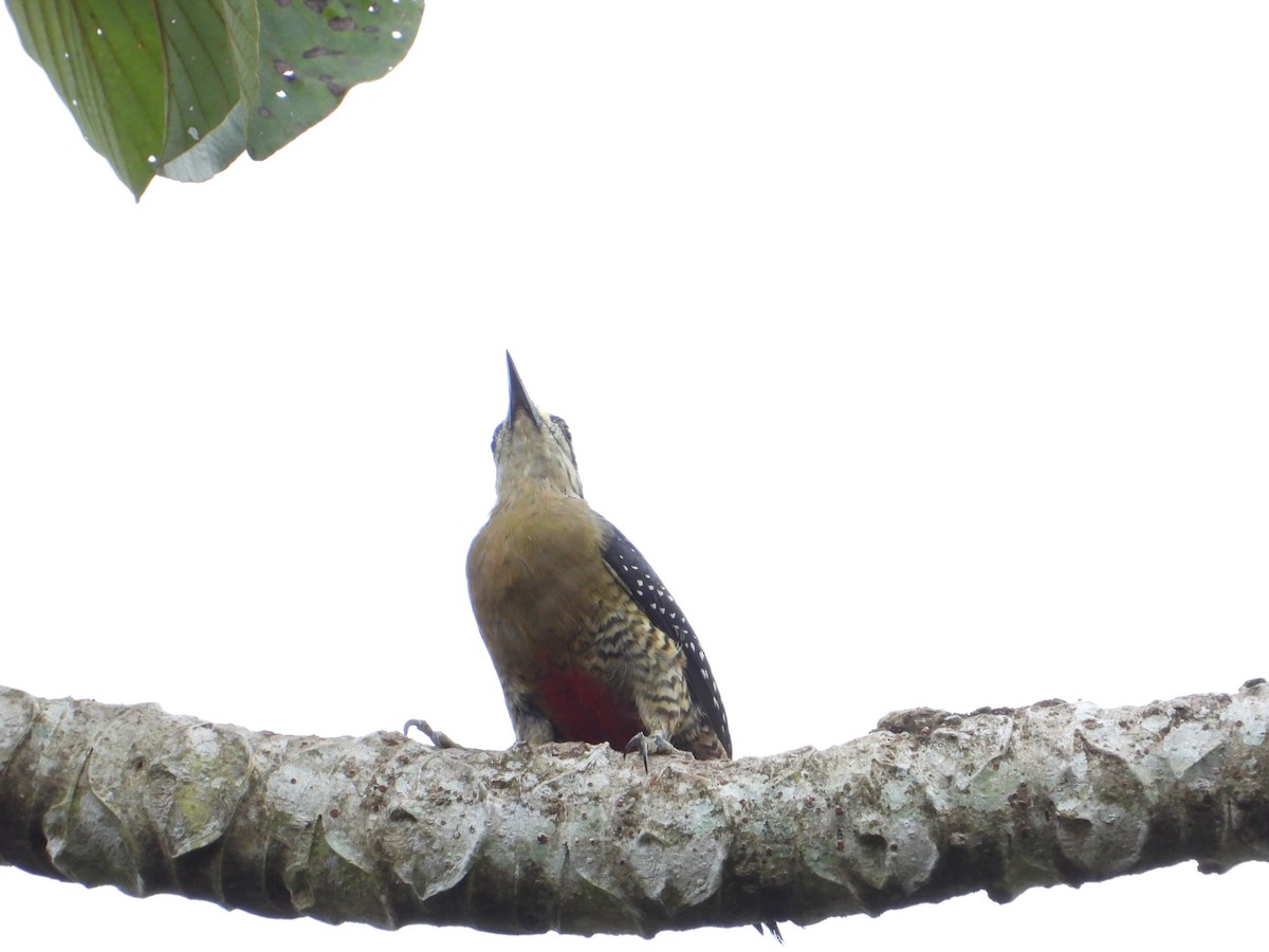 Black-cheeked Woodpecker - ML547120411