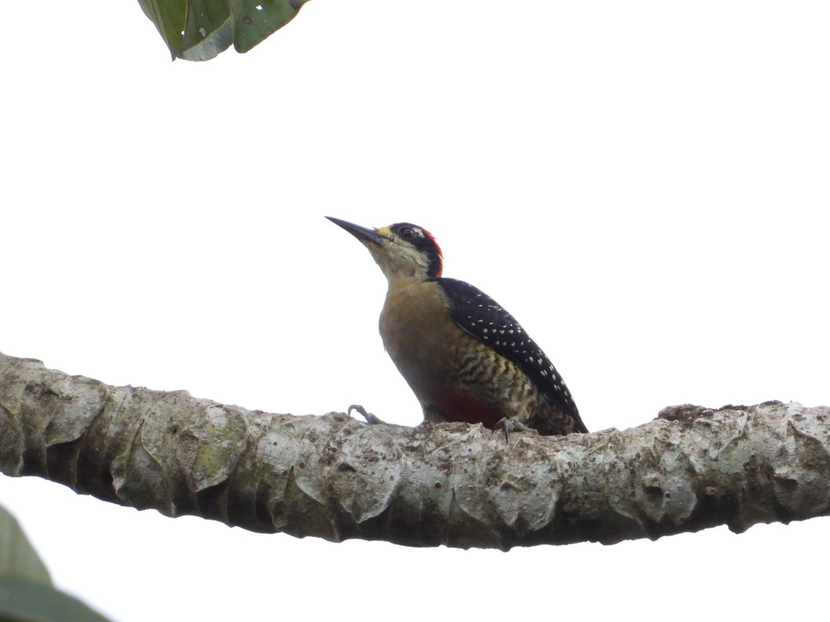 Black-cheeked Woodpecker - ML547120451