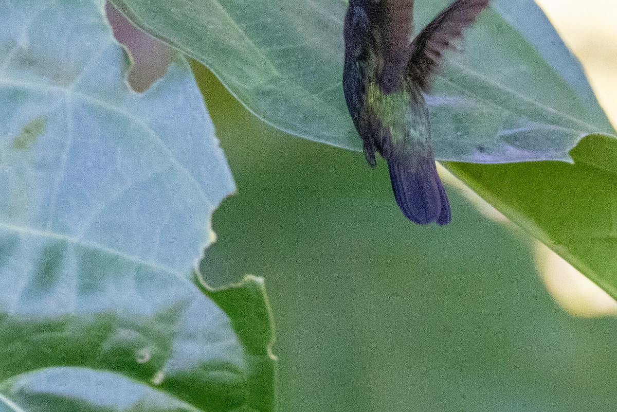 Antillean Crested Hummingbird - Charlie Bostwick