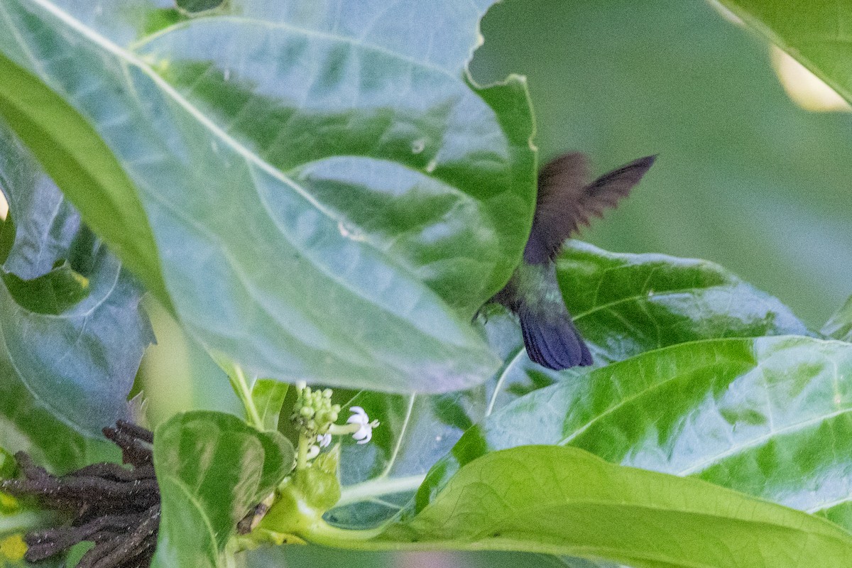 Antillean Crested Hummingbird - ML547121161
