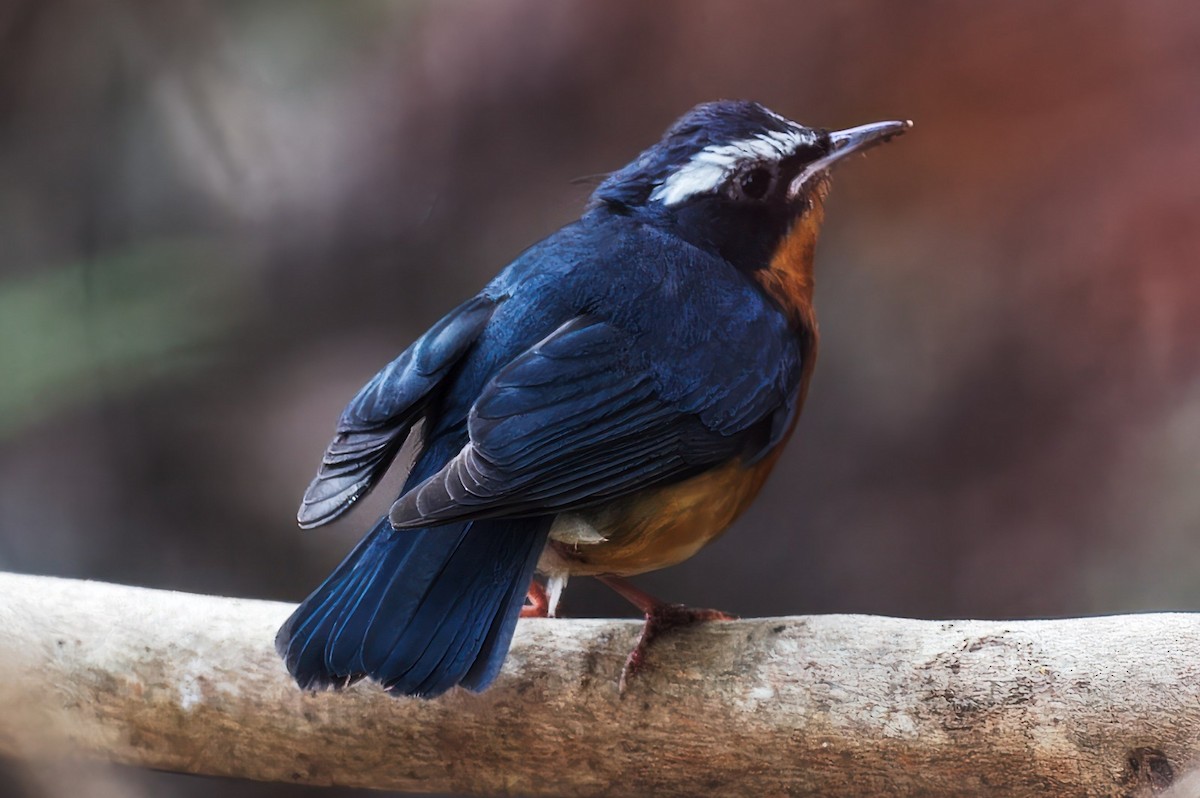 Indian Blue Robin - Coimbatore Nature Society