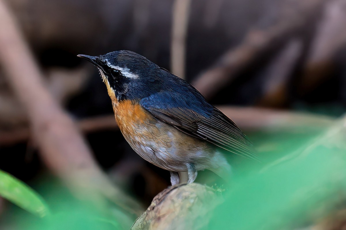 Indian Blue Robin - Coimbatore Nature Society