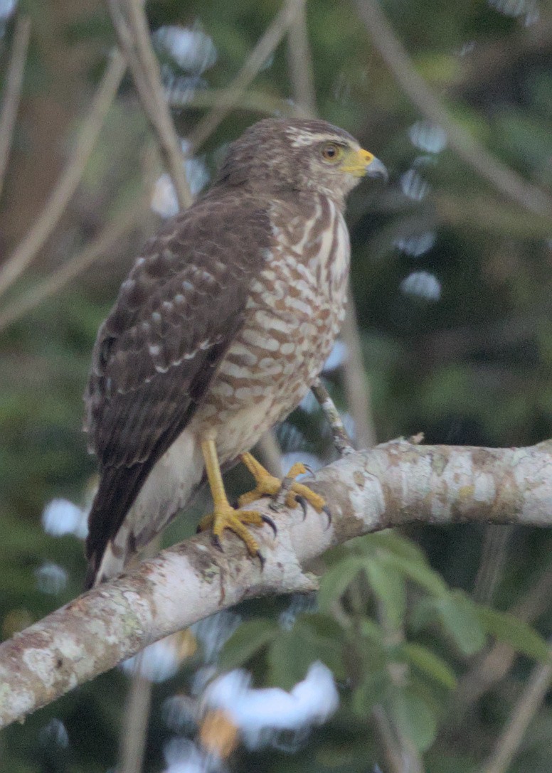 Roadside Hawk - ML547122371