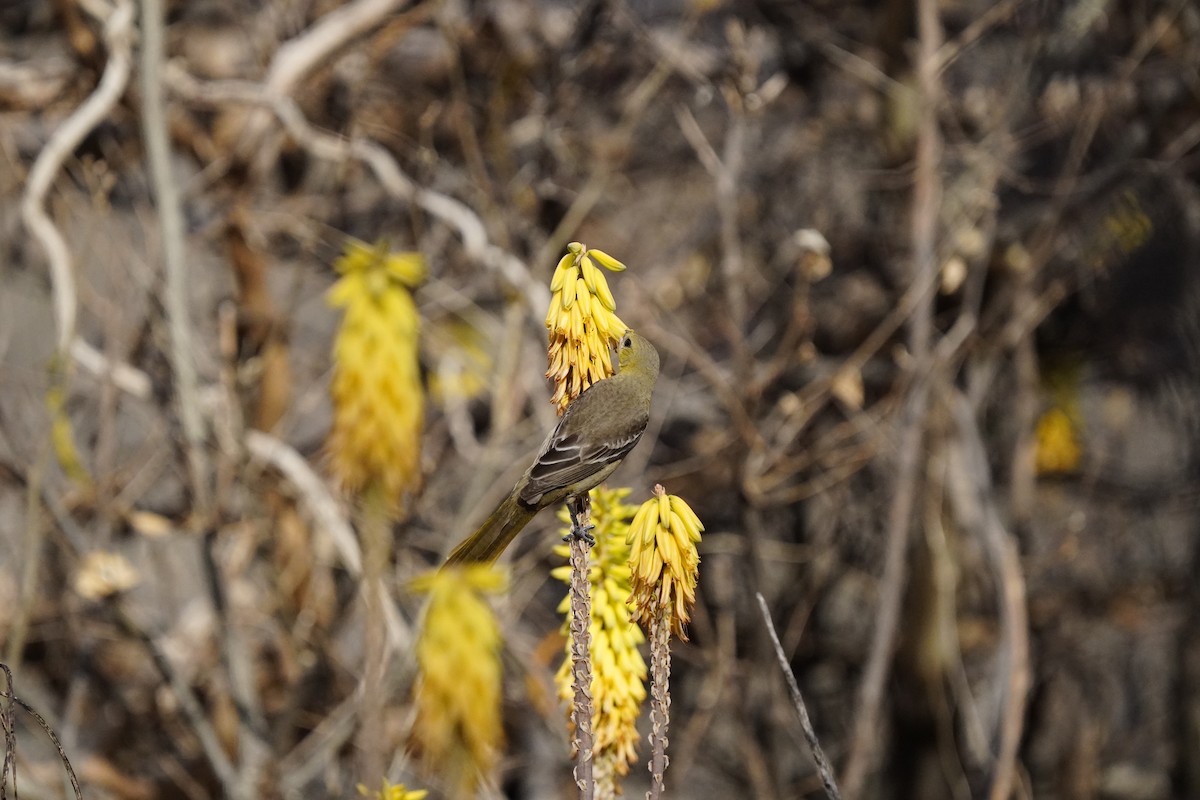 Streak-backed Oriole - ML547125811