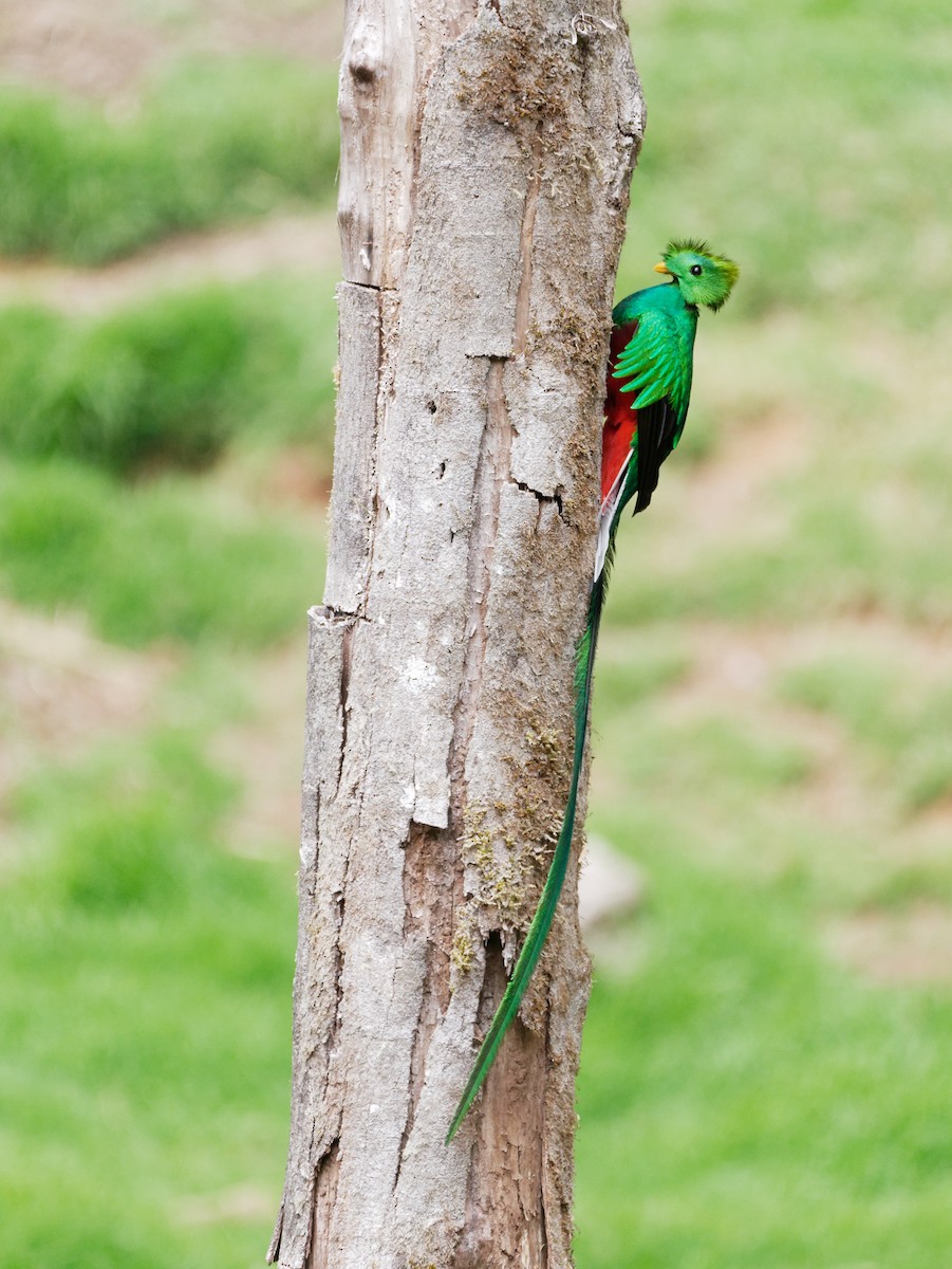 Resplendent Quetzal - David Spencer