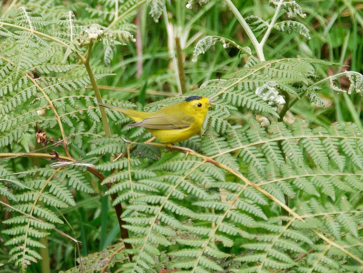 Wilson's Warbler - David Spencer