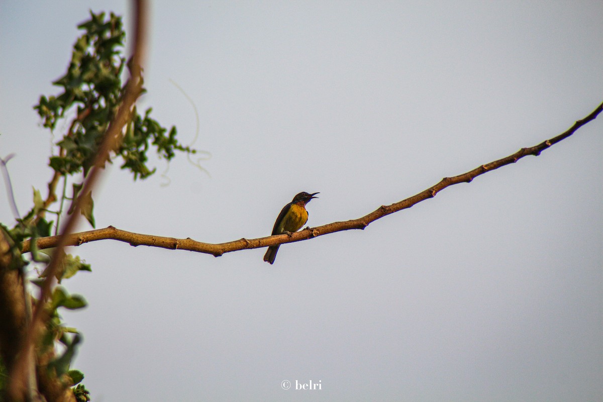 Ornate Sunbird - ML547126231