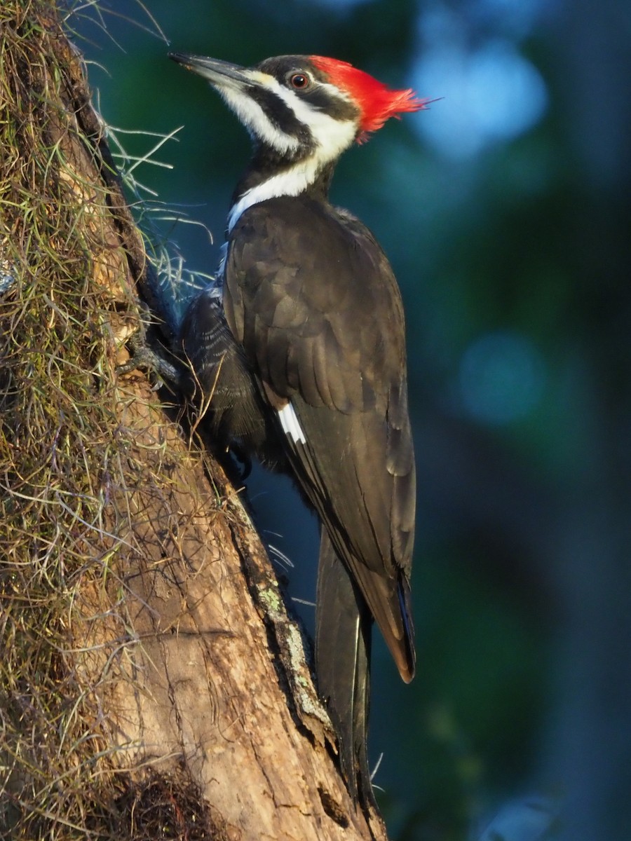 Pileated Woodpecker - Richard Kaskan