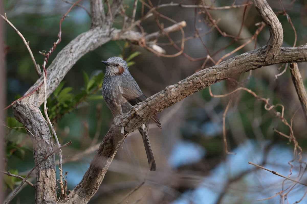 Brown-eared Bulbul - ML547128001