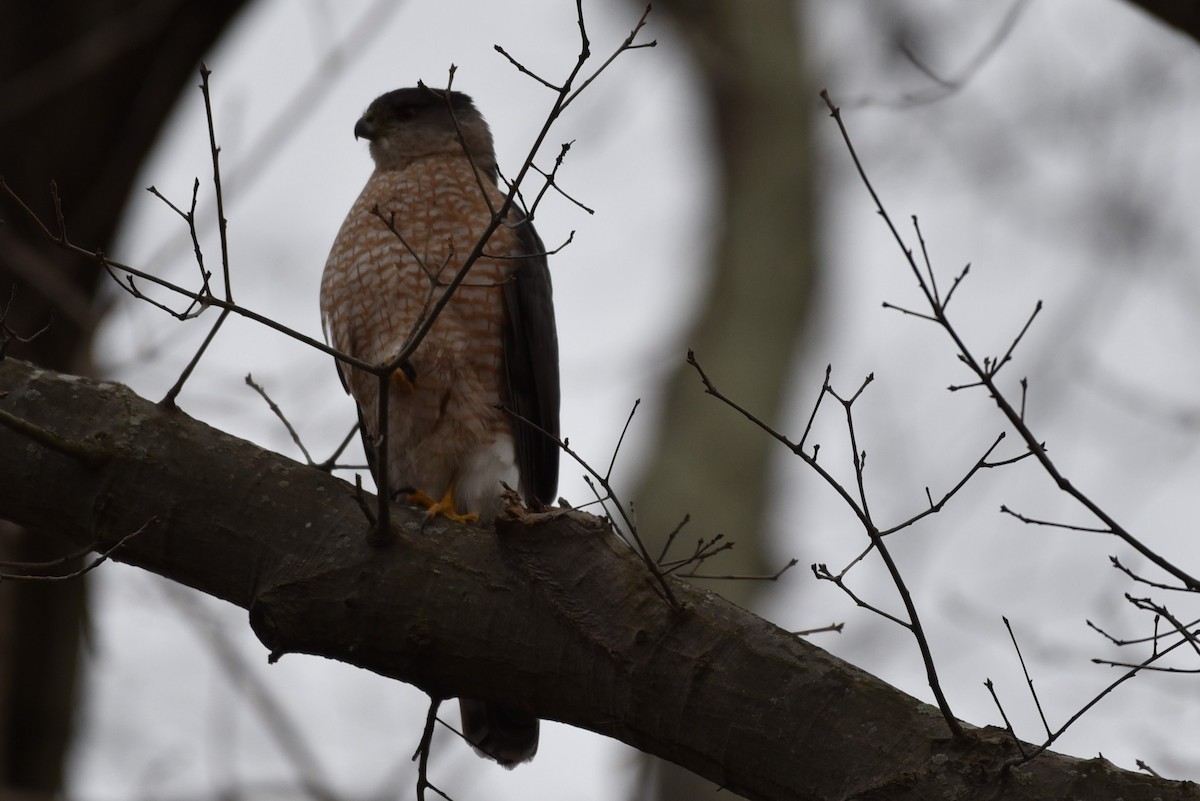 Cooper's Hawk - ML547128321