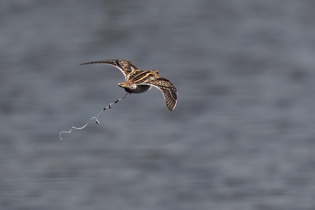 Common Snipe - Holger Schneider