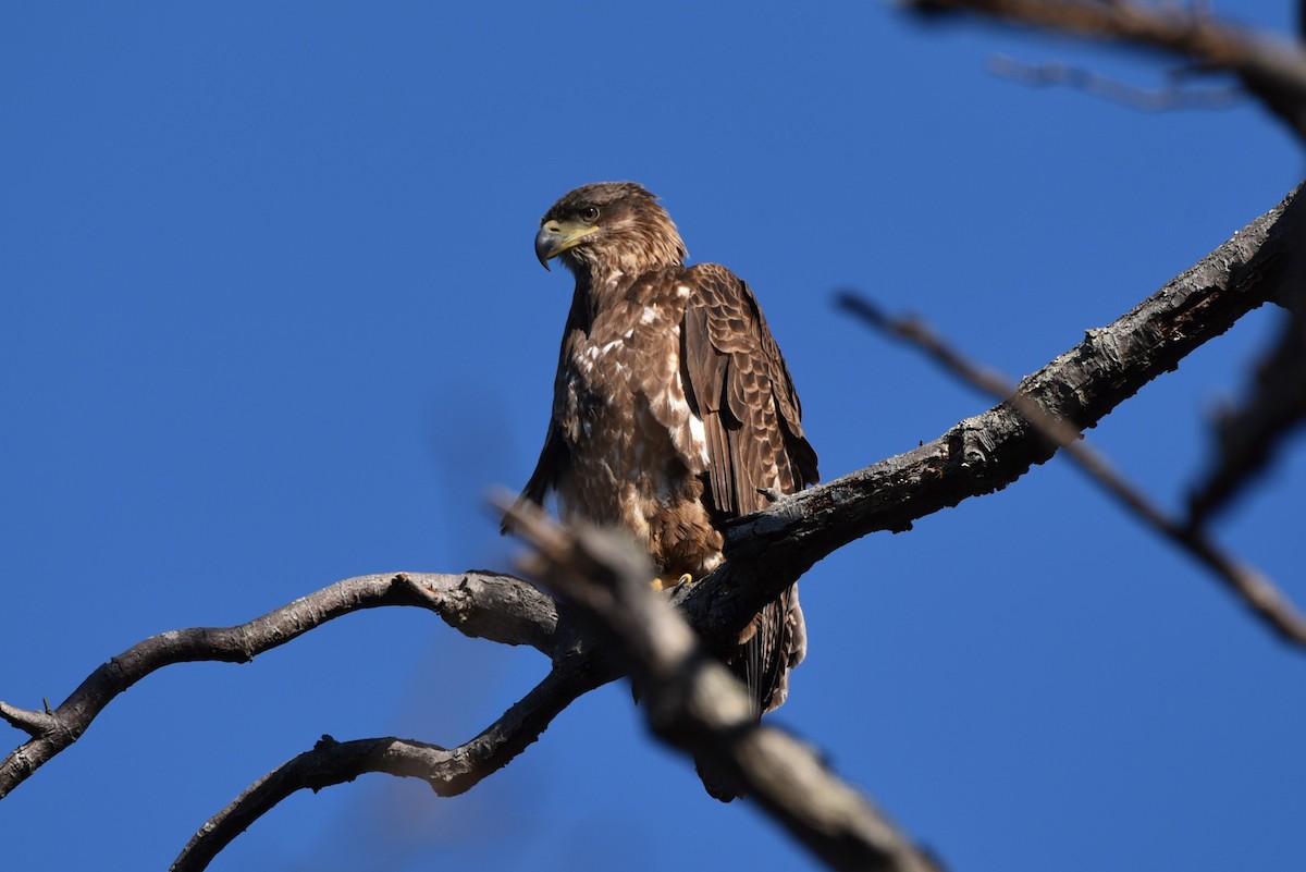 Bald Eagle - ML547128791