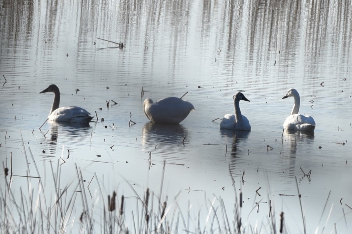 Tundra Swan - Bill Dries