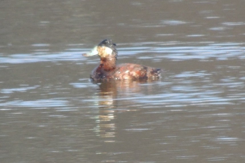 Ruddy Duck - ML547129411