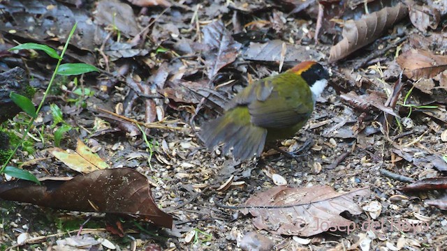 Chestnut-capped Brushfinch - ML547130181