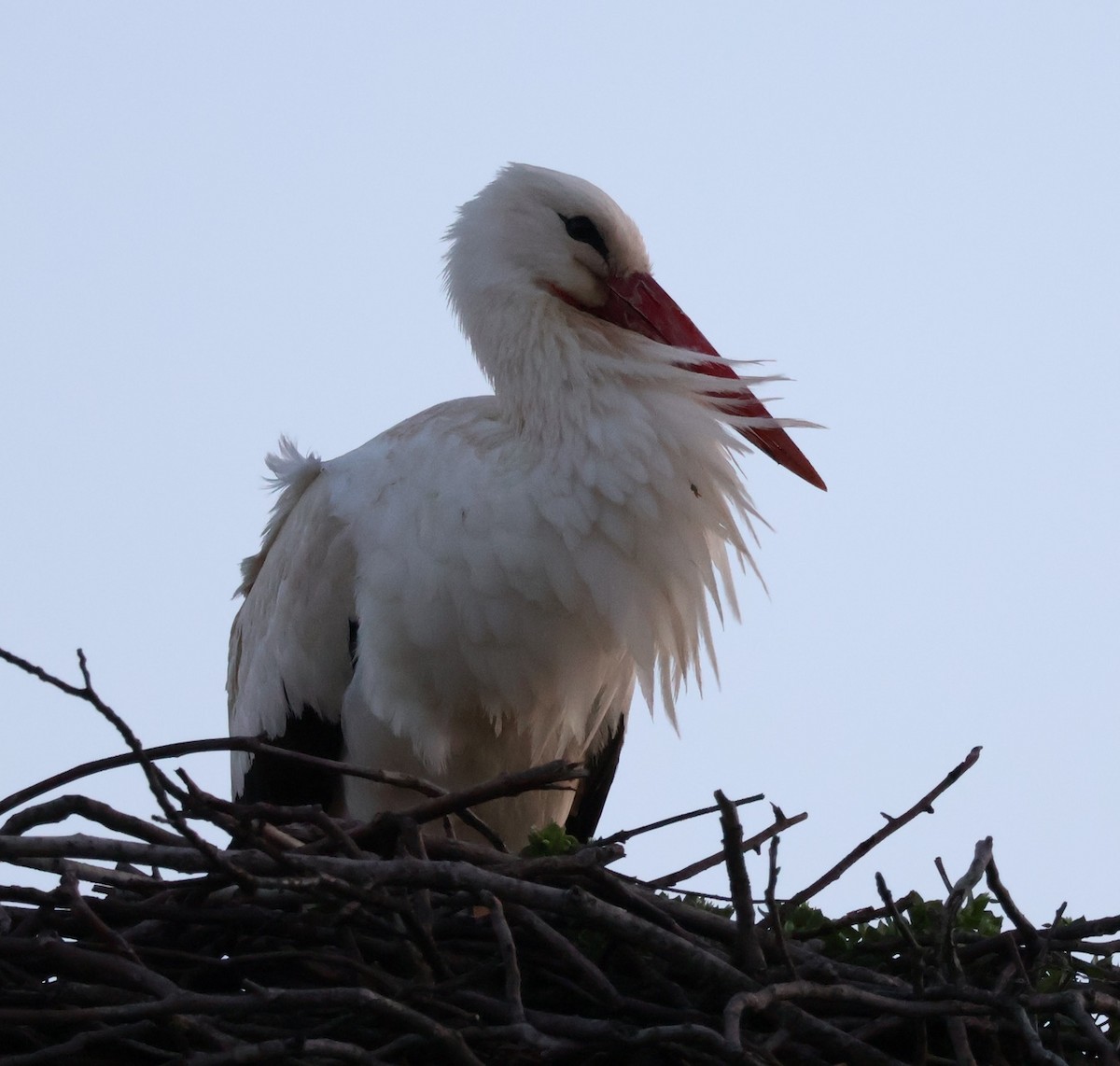 White Stork - ML547130501
