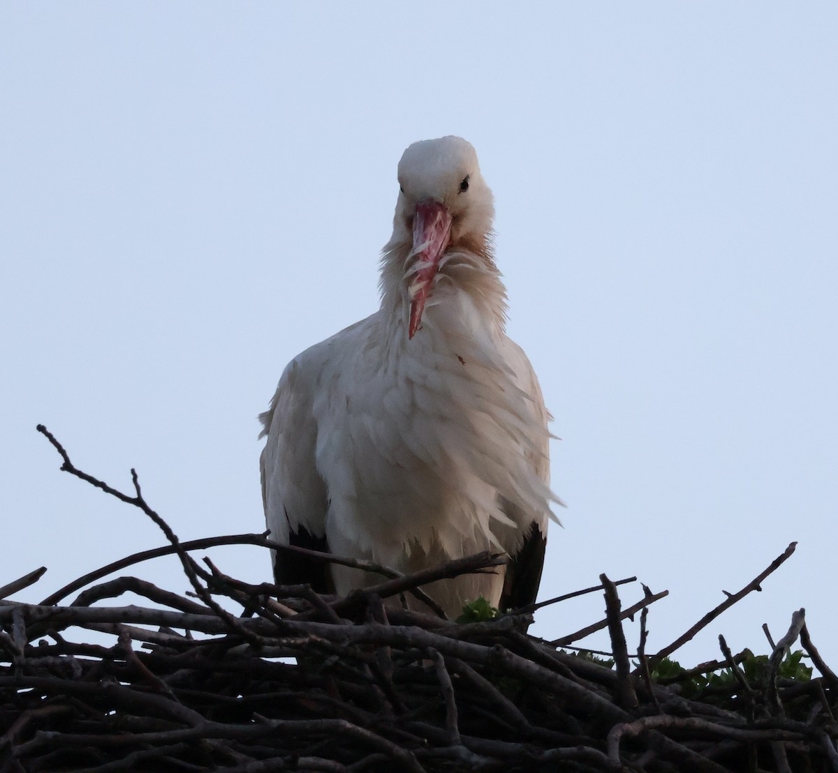 White Stork - ML547130531