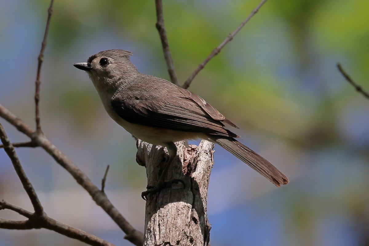 Tufted Titmouse - ML547130691