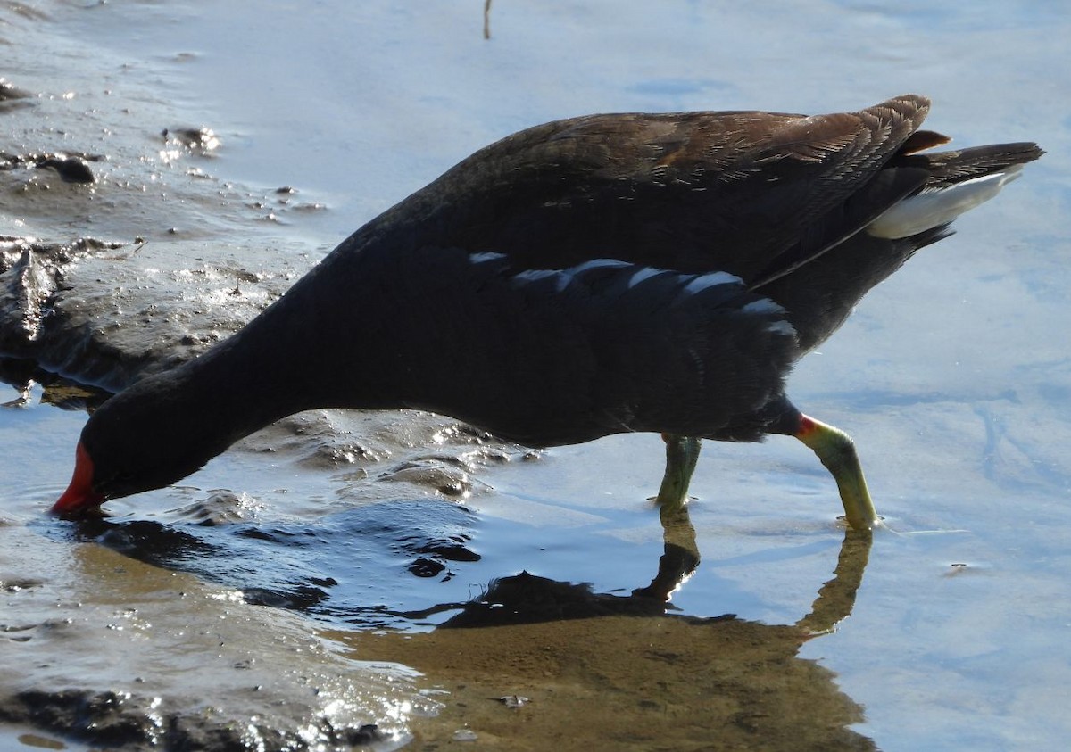 Eurasian Moorhen - ML547131231
