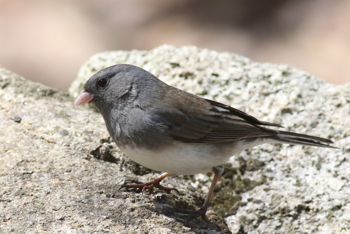 Юнко сірий (підвид hyemalis/carolinensis) - ML54713131