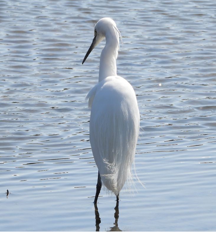 Little Egret - ML547131391