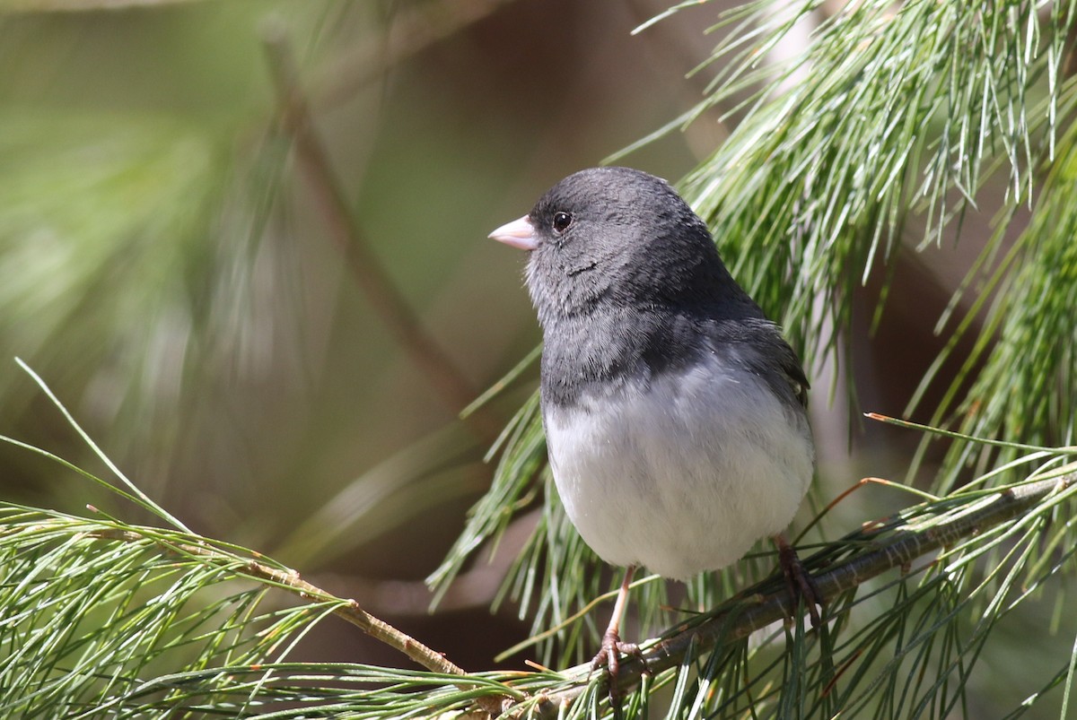 Юнко сірий (підвид hyemalis/carolinensis) - ML54713141