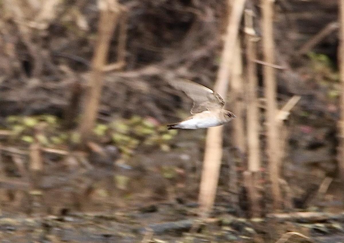 Northern Rough-winged Swallow - ML547131671