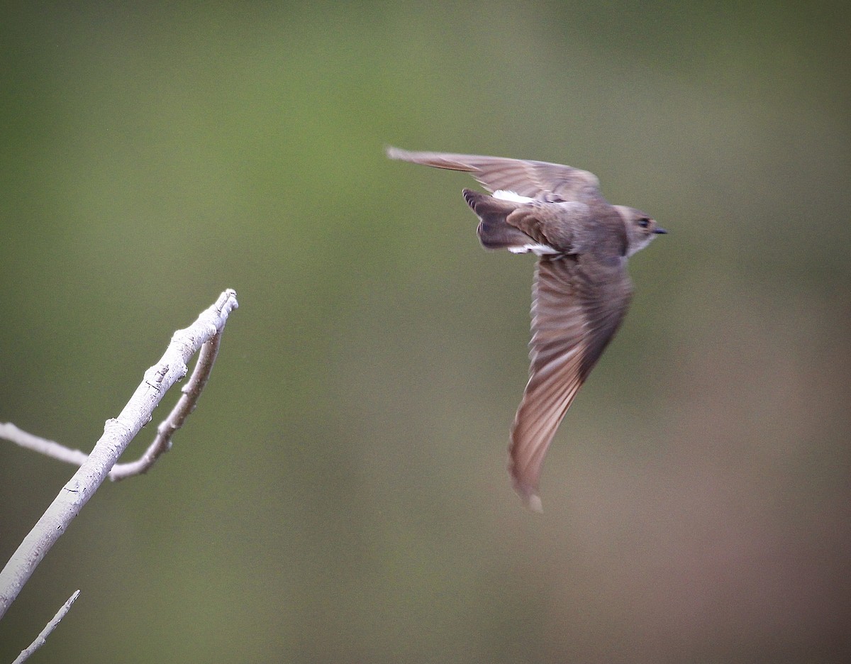 Northern Rough-winged Swallow - ML547131691