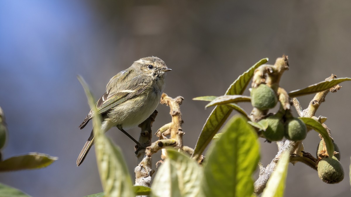 Hume's Warbler - ML547131701