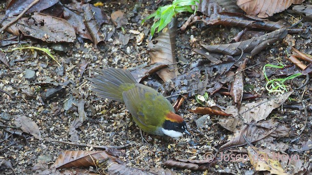 Chestnut-capped Brushfinch - ML547131901