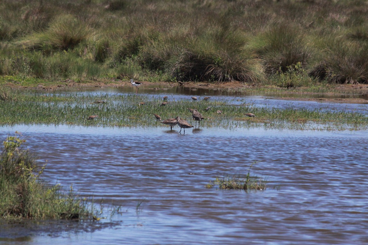 Hudsonian Godwit - ML547132261