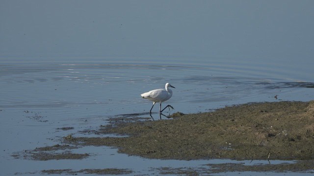 Чепура мала - ML547133171