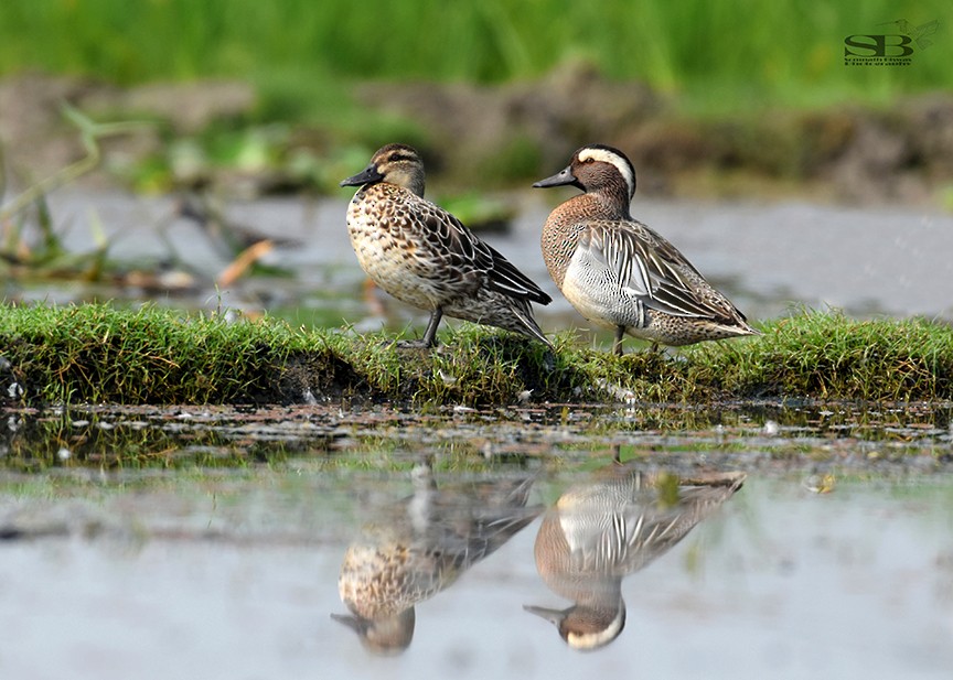 Garganey - ML547133601