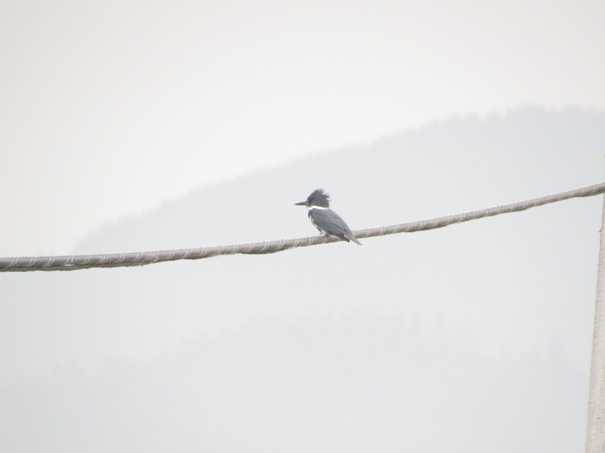 Belted Kingfisher - ML547133681