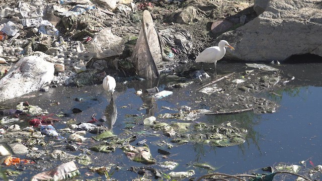 Чапля єгипетська східна - ML547133691