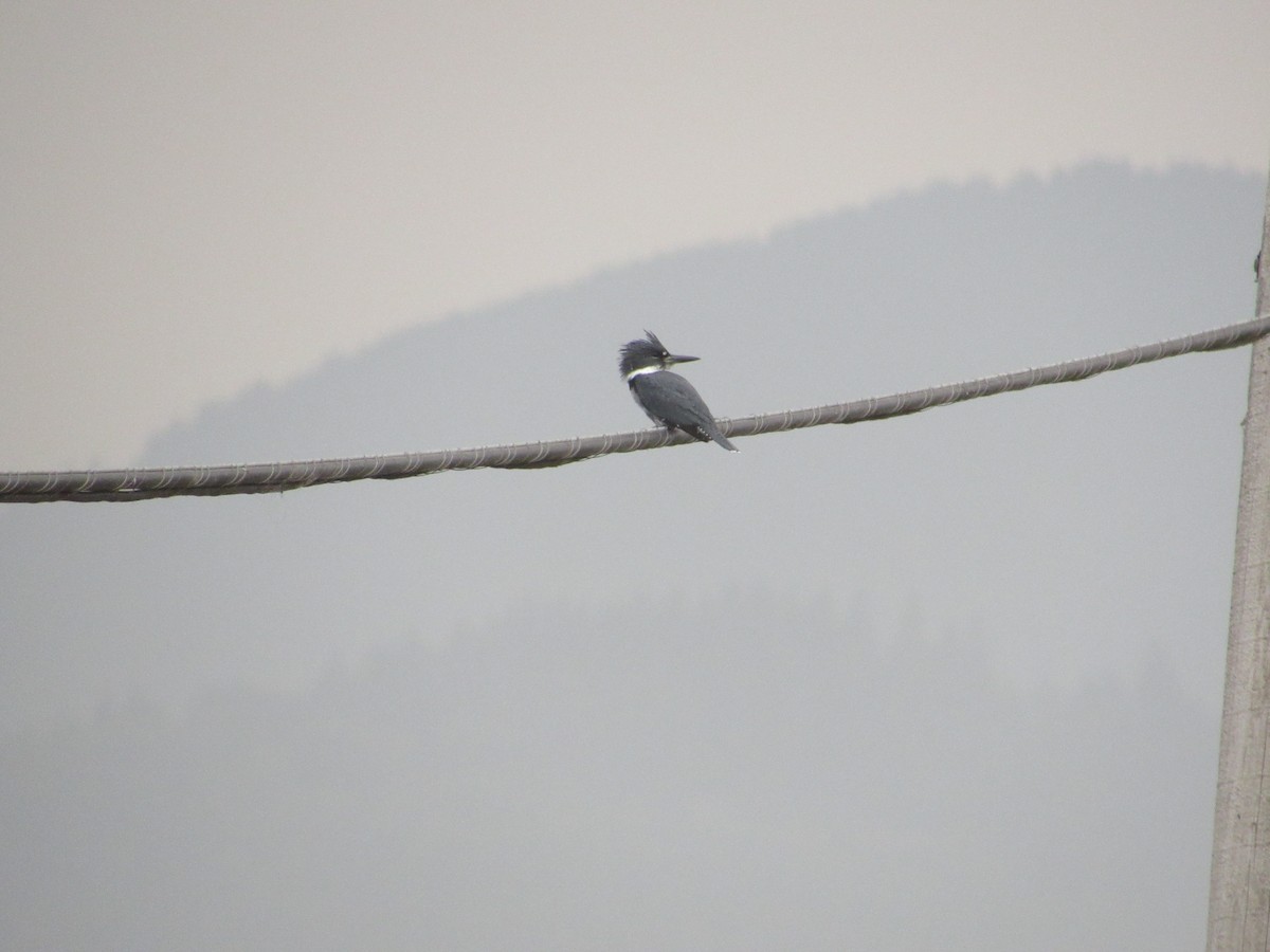 Belted Kingfisher - ML547133711