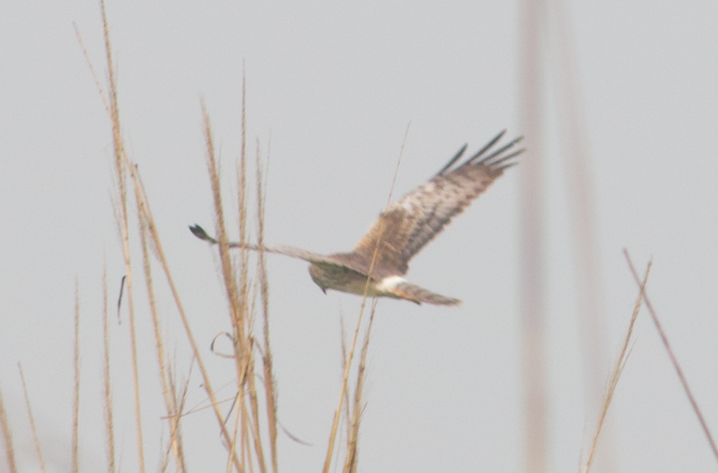 Pied Harrier - ML547134011