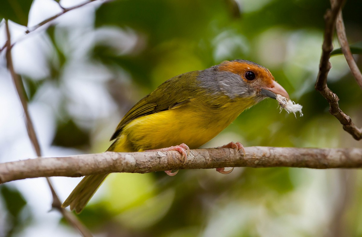 Rufous-browed Peppershrike - ML547134371