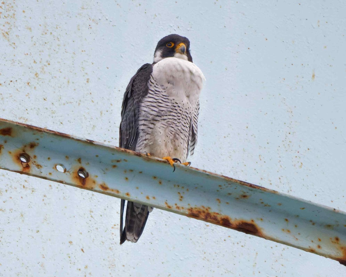 Peregrine Falcon - ML547134611