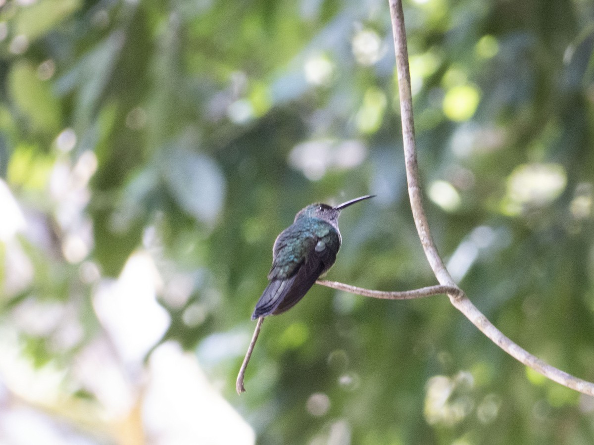 kolibřík bělořitý - ML547134711