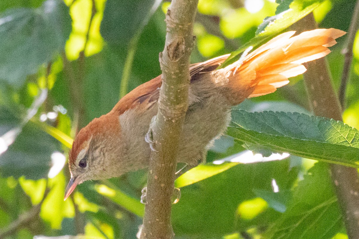 Rusty-backed Spinetail - ML547136821