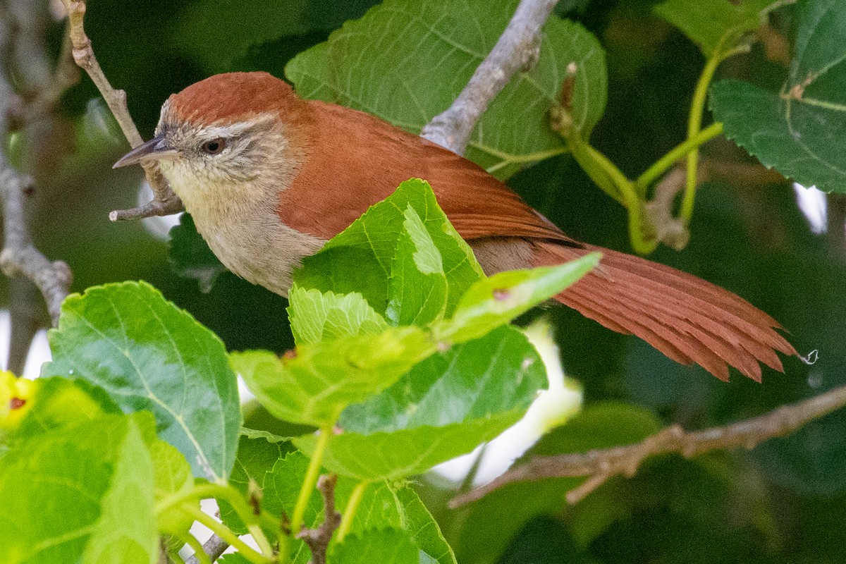 Rusty-backed Spinetail - ML547136871